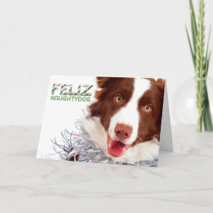 Festividades Cartão de Natal da Border Collie
