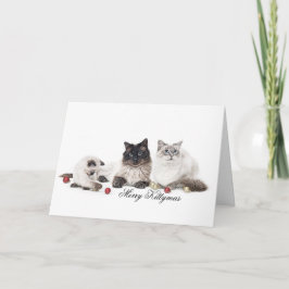 Festividades Cartão de Natal da família Ragdoll