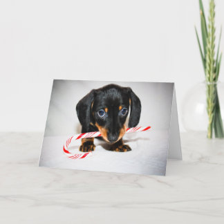 Festividades Cartão de Natal Dachshund