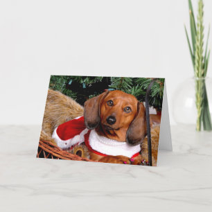Festividades Cartão de Natal Dachshund