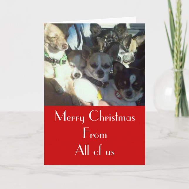 Festividades Cartão de Natal das chihuahuas (Frente)