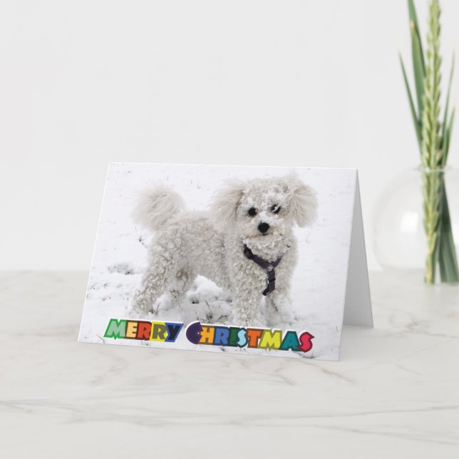 Festividades Cartão de Natal de Bichon Frise (Frente)