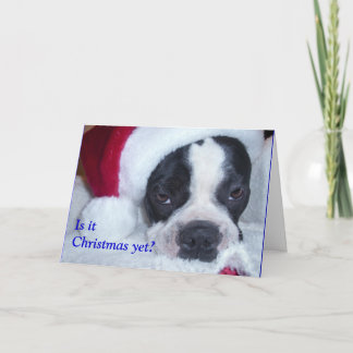 Festividades Cartão de Natal de Boston Terrier
