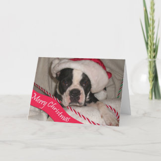 Festividades Cartão de Natal de Boston Terrier