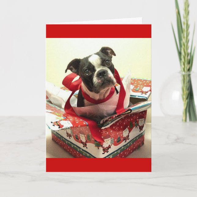 Festividades Cartão de Natal de Boston Terrier (Frente)