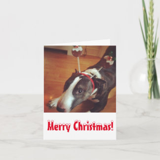 Festividades Cartão de Natal de bull terrier