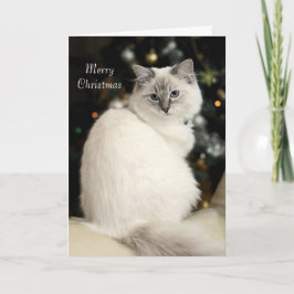 Festividades Cartão de Natal de Ragdoll