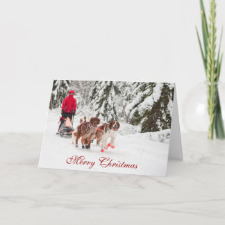 Festividades Cartão de Natal de Sleddog do setter irlandês