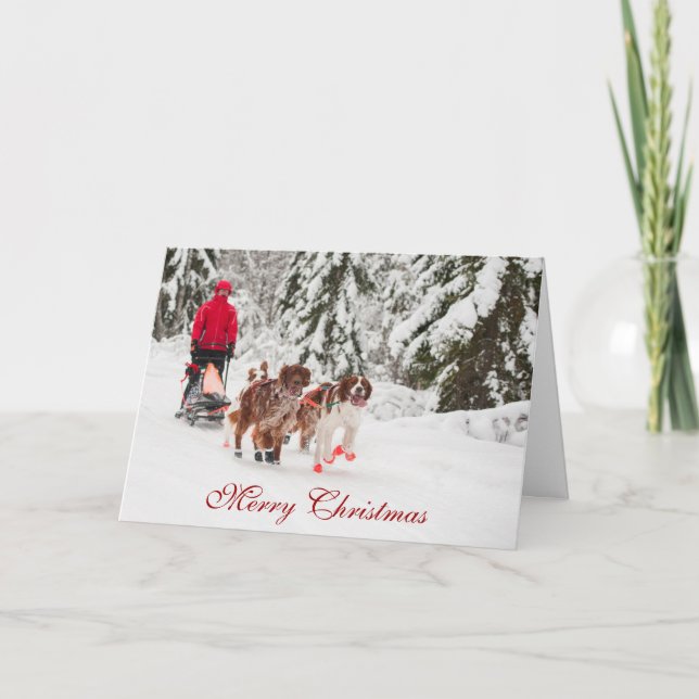 Festividades Cartão de Natal de Sleddog do setter irlandês (Frente)