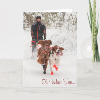 Festividades Cartão de Natal de Sleddog do setter irlandês