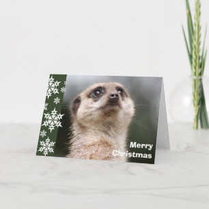 Festividades Cartão de Natal do Alert Meerkat