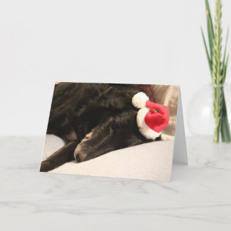 Festividades Cartão de Natal do cão do salvamento