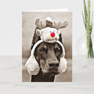 Festividades Cartão de Natal do Doberman