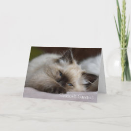 Festividades Cartão de Natal do gatinho de Ragdoll