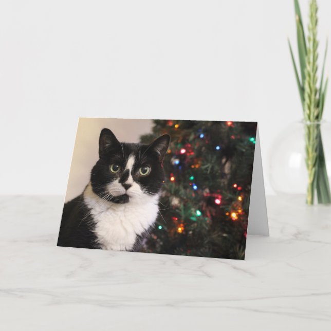 Festividades Cartão de Natal do gato do smoking (Frente)