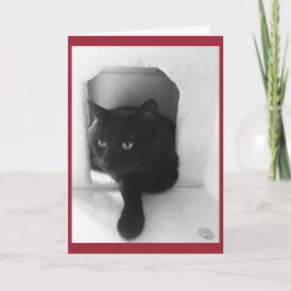 Festividades Cartão de Natal do gato preto