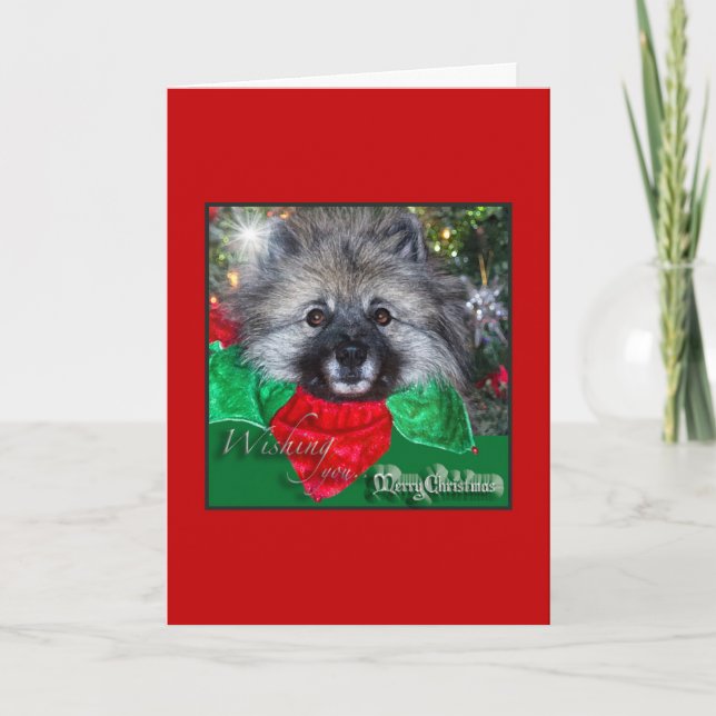 Festividades Cartão de Natal do Keeshond (Frente)