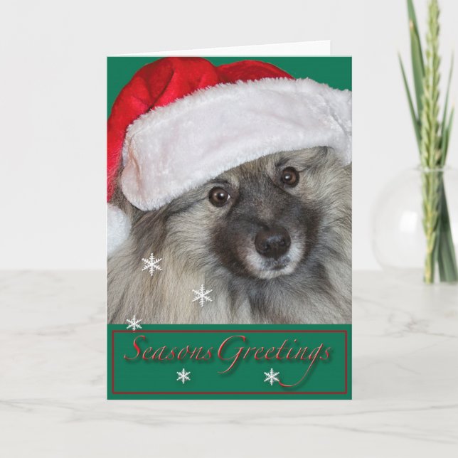 Festividades Cartão de Natal do Keeshond (Frente)