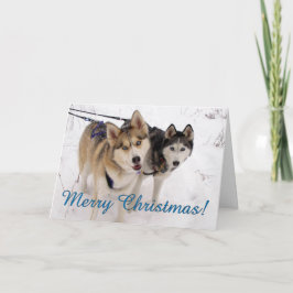 Festividades Cartão de Natal do rouco Siberian