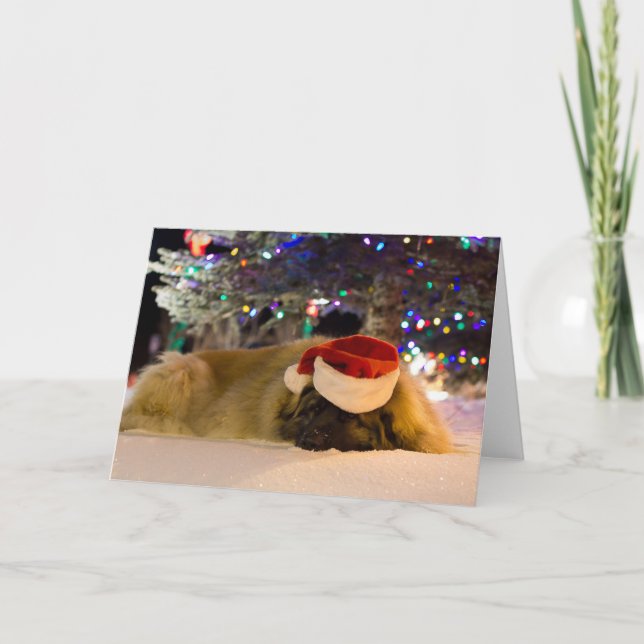Festividades Cartão de Natal do sono Leonberger (Frente)