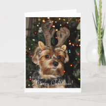 Cartão de Natal do yorkshire terrier