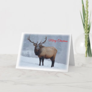 Festividades Cartão de Natal dos alces