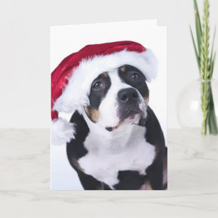 Festividades Cartão de Natal Engraçado