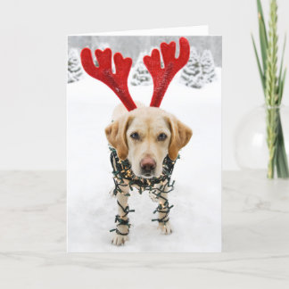 Festividades Cartão de Natal Engraçado Labrador Retriever