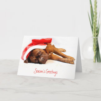 Festividades Cartão de Natal francês do Mastiff
