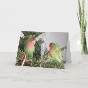 Festividades Cartão de Natal Lovebird