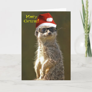 Festividades Cartão de Natal Meerkat