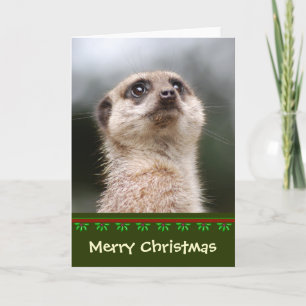 Festividades Cartão de Natal Meerkat