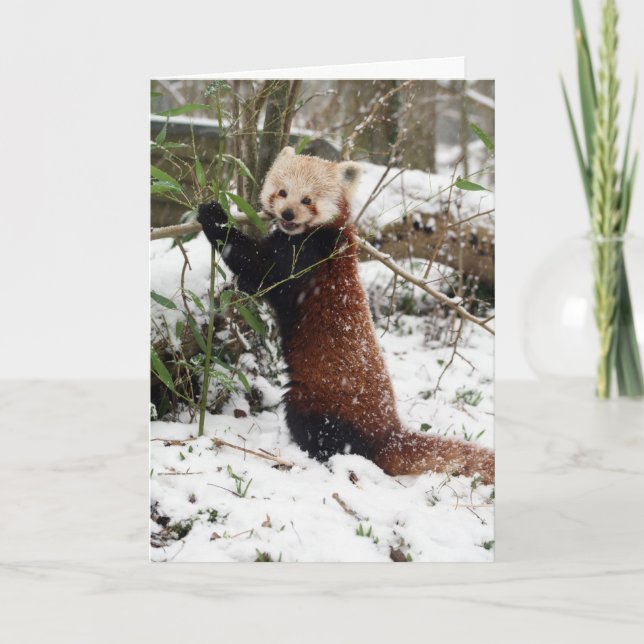 Festividades Cartão de Natal - Panda Vermelha 3 (Frente)