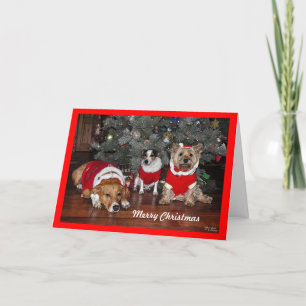 Festividades Cartão de Natal para Cães