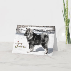 Festividades Cartão de Natal para Lapphund Finlandês