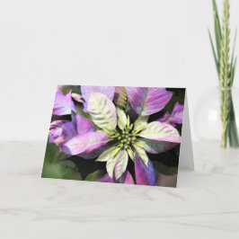 Festividades Cartão de Natal - Poinsettia Lavanda