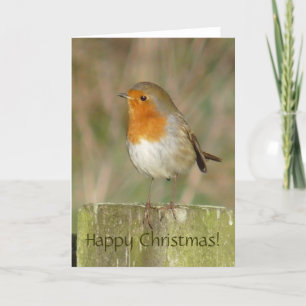 Festividades Cartão de Natal Robin Europeu