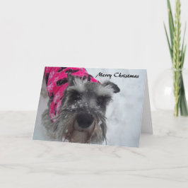 Festividades Cartão de Natal Schnauzer
