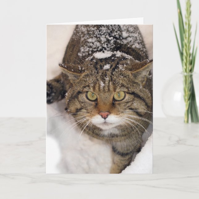 Festividades Cartão de Natal - Scottish Wildcat (Frente)