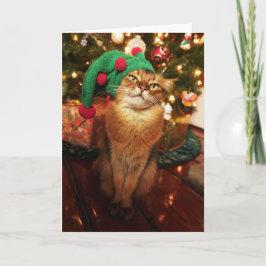 Festividades Cartão de Natal somaliano do gato do gatinho do