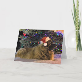 Festividades Cartão de Natal Sparkly de Leonberger