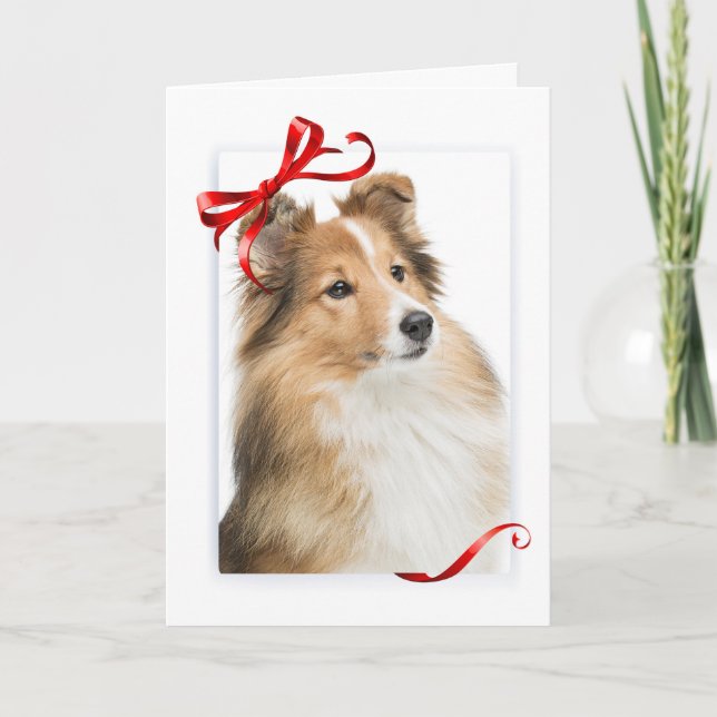 Festividades Cartão de Natal Sweet Sheltie (Frente)
