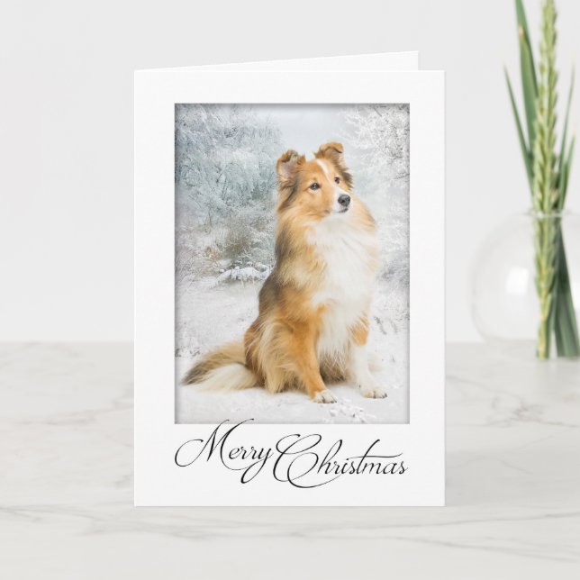 Festividades Cartão de Natal Sweet Sheltie (Frente)