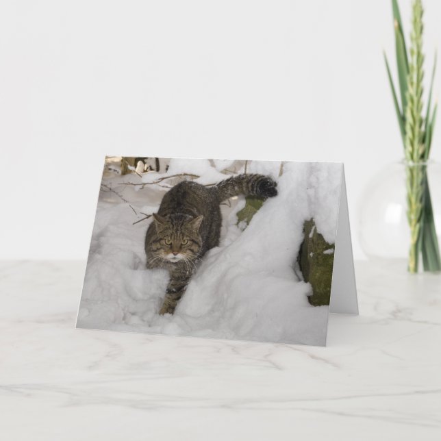 Festividades Cartão de Natal - wildcat escocês 4 (Frente)