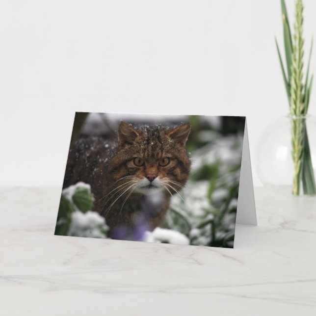 Festividades Cartão de Natal - wildcat escocês 6 (Frente)