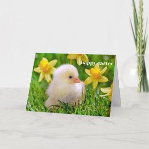 Festividades Cartão de páscoa - Duckin a Field of Daffodils