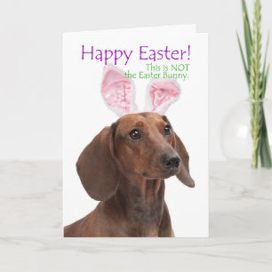 Festividades Cartão de Páscoa Engraçado de Dachshund