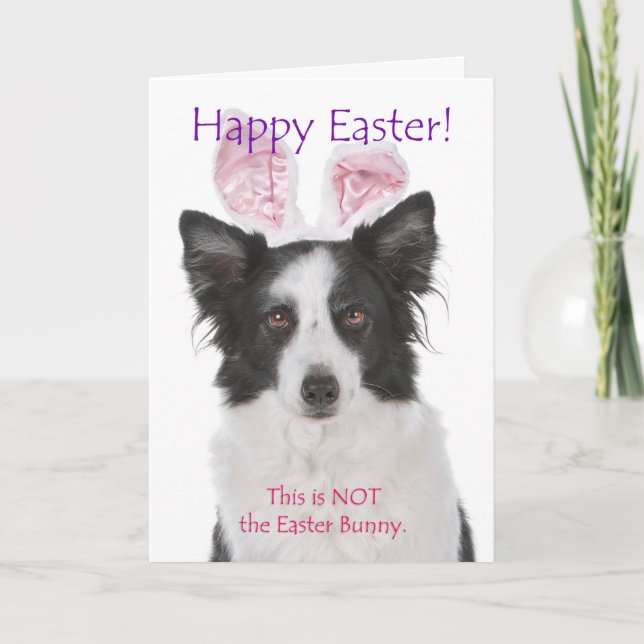 Festividades Cartão de Páscoa Engraçado do Border Collie (Frente)