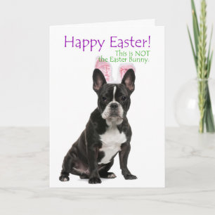 Festividades Cartão de Páscoa Engraçado do Boston Terrier