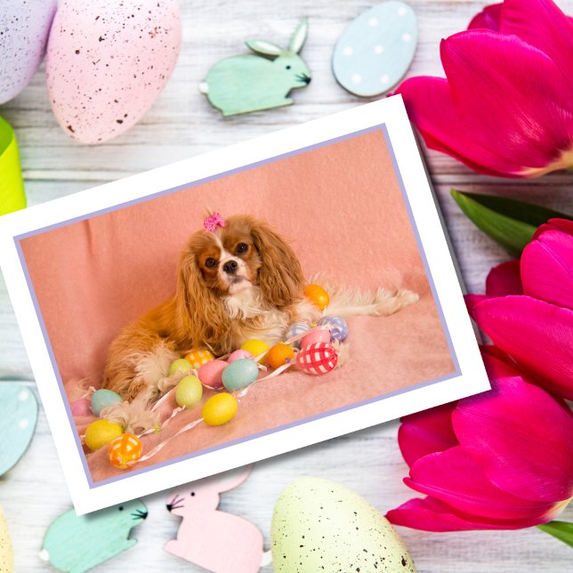 Festividades Cartão de Páscoa para Filhote de Cavalier King Cha (Criador carregado)